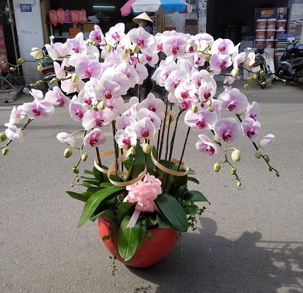Mẫu Lan Hồ Điệp tại Shop hoa tươi Thái Bình