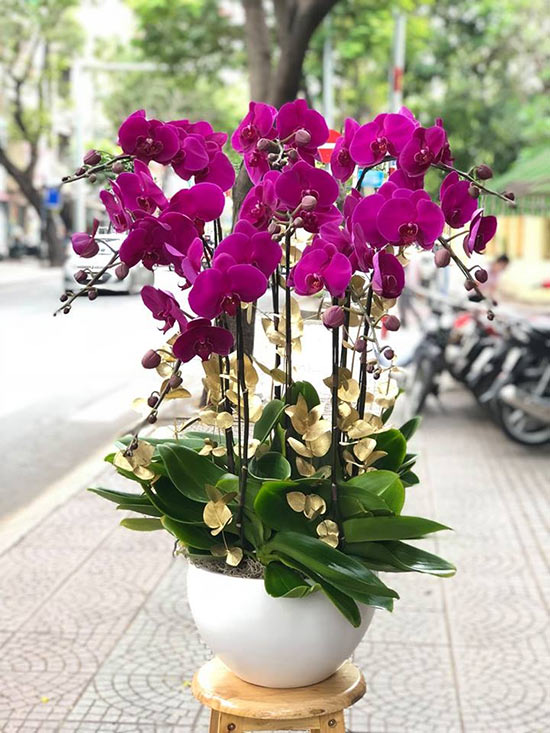 Hoa Lan Hồ Điệp - mẫu hoa tươi tặng ngày tết sang trọng